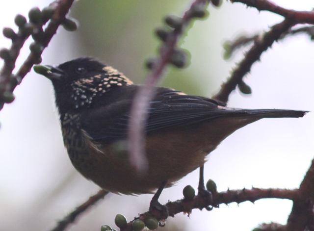 Spangle-cheeked tanager actually has beautiful colours that are not evident in this photo by Karel Straatman
