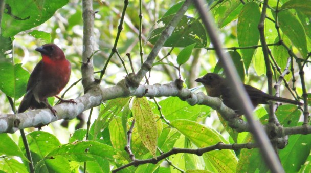 Ant-Tanager Red-throated pair Angostura (5)