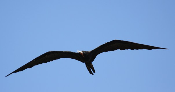 Magnificent frigatebird (2)