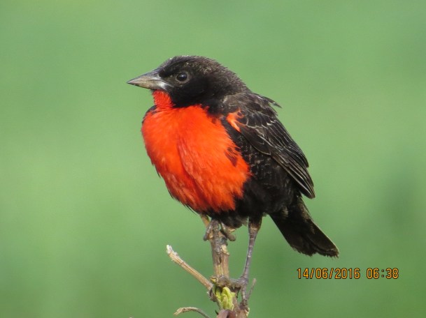 Meadowlark, Red-breasted male; Florencia (1)