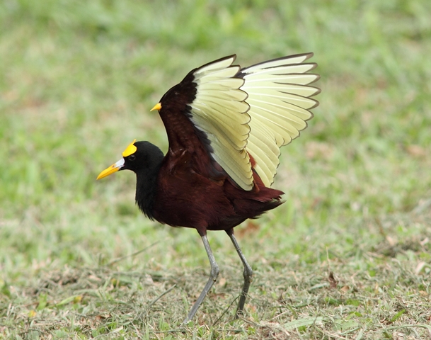 Northern jaçana with raised wings