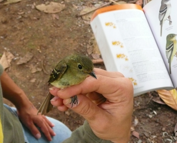 Yellow-bellied flycatcher in hand