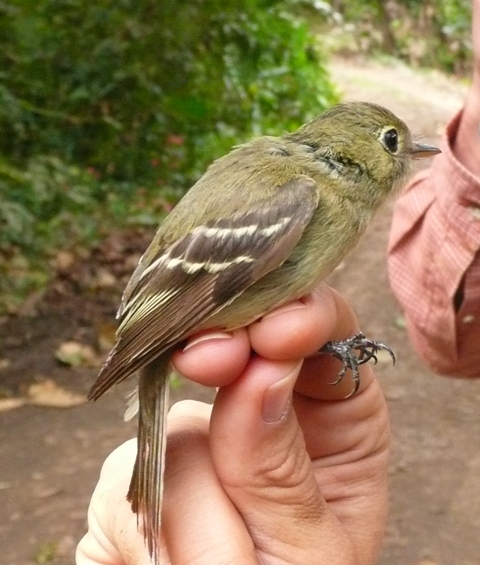 Empidonax flaviventris