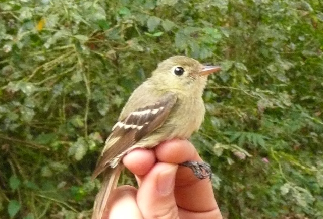Yellow-bellied flycatcher, sitting pretty