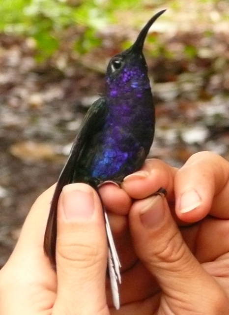 Rare visitor to the lowlands