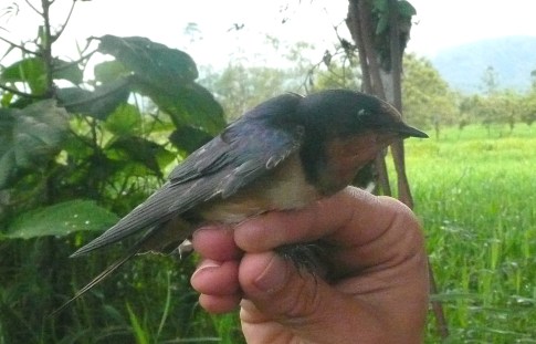 Barn swallow