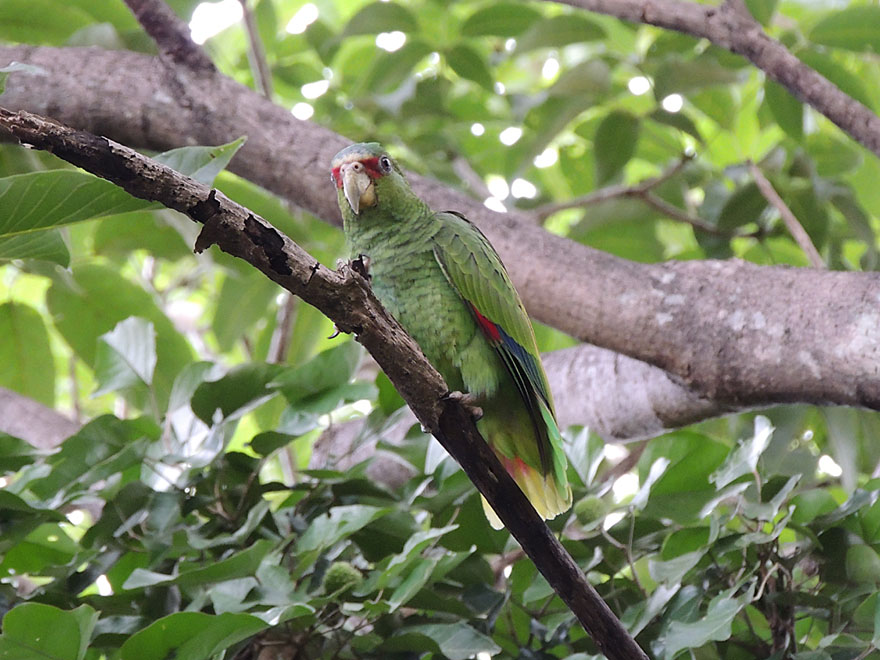White-fronted parrot, a species found usually in Guanacaste