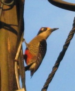 Black-cheeked woodpeckerpole