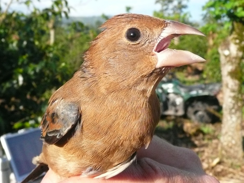 Blue grosbeak female