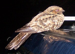 Common Pauraque at Pangola