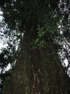 Giant ceiba