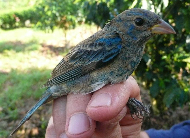 An immature male Indigo bunting on its way to being all blue.