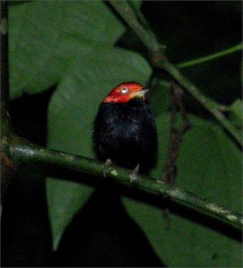 Red-capped manakin flickr
