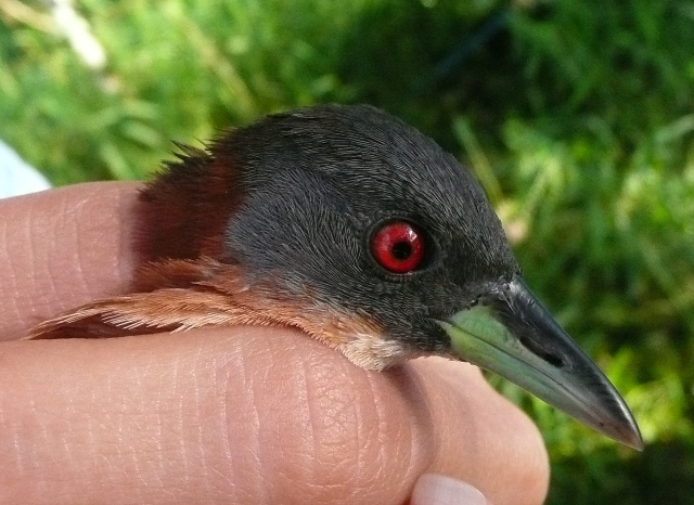White-throated crake headshot