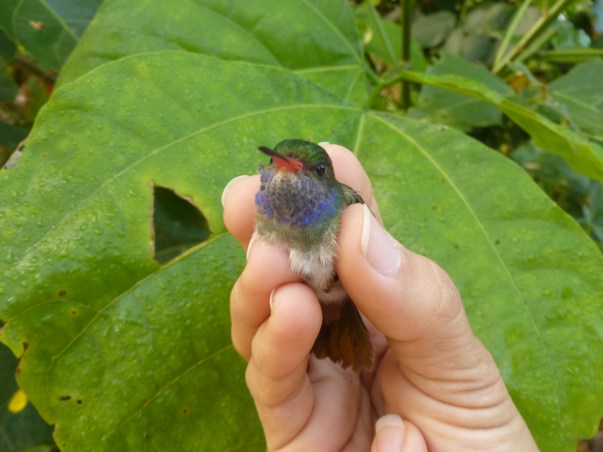 Blue-throated goldentail