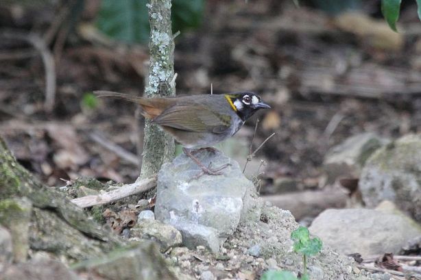 White-eared ground-sparrow - Courtesy of Dominic Sherony via Wikipedia Commons