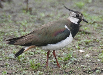Here's another Lapwing, this time in Holland; photo courtesy of Karel Straatman