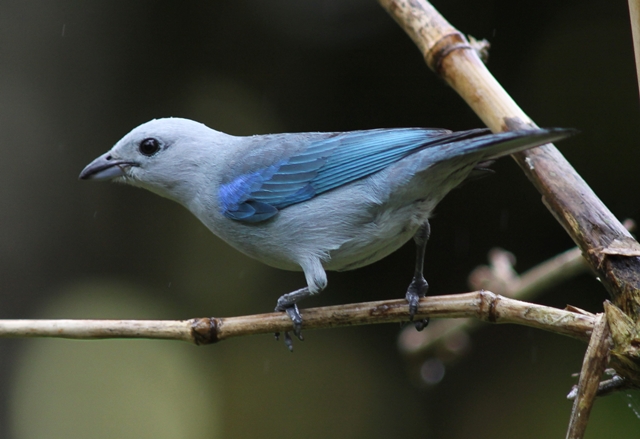 290 Blue-gray tanager CR (5)