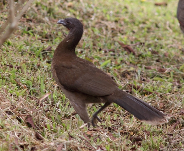 Gray-headed chachalaca CR Web