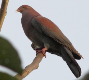 Red-billed pigeon CR Web
