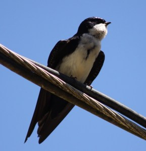 232 Blue-and-white swallow (1)