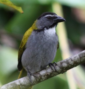 Black-headed saltator CR Web
