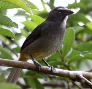 Grayish saltator CR Web
