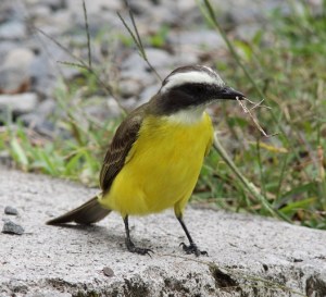 Great kiskadee CR Web