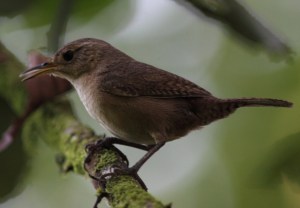 House wren CR Web