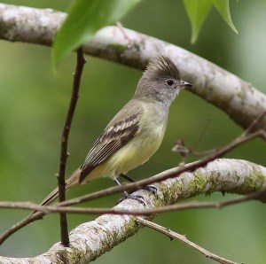 Yellow-bellied elaenia CR Web