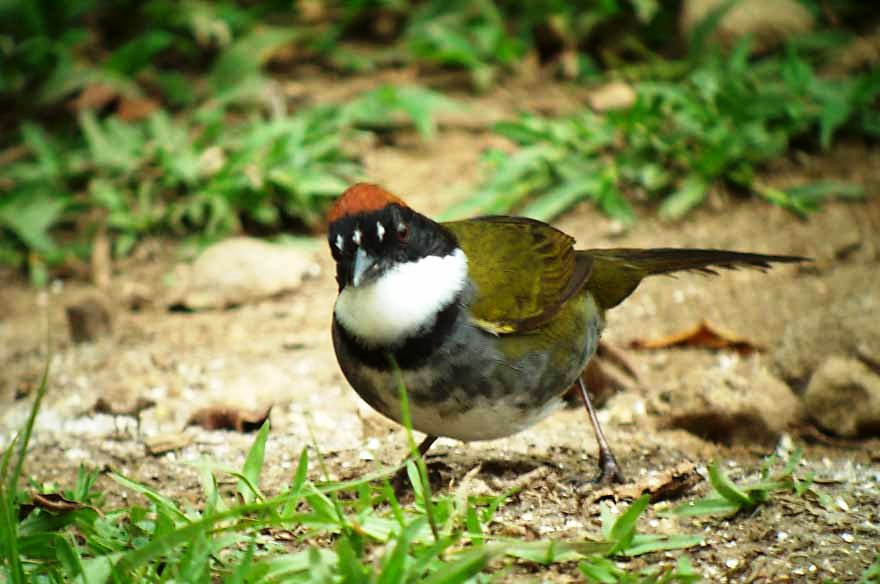 chestnut-capped_brush-finch_3_B
