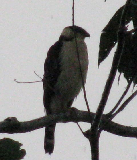 Collared forest-falcon?