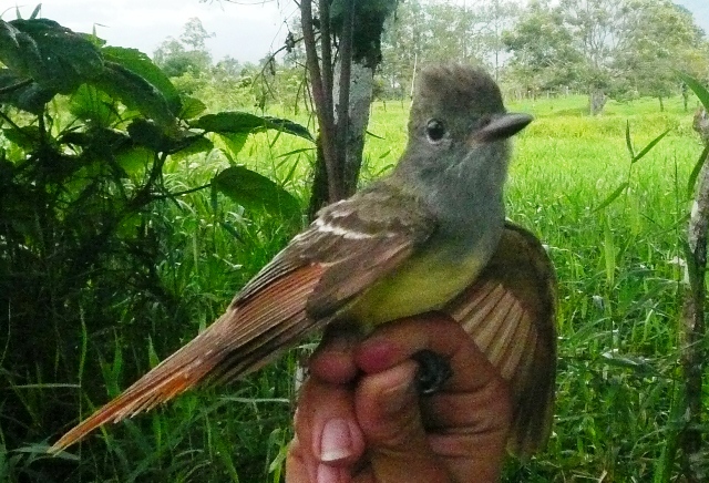 Myarchus flycatcher Myarchus flycatcher CATIE Turrialba