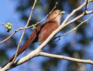 Squirrel cuckoo