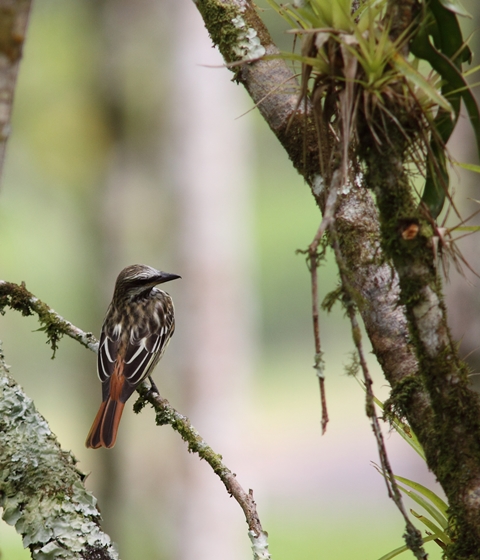 Sulphur-bellied flycatcher, courtesy of Karel Straatman