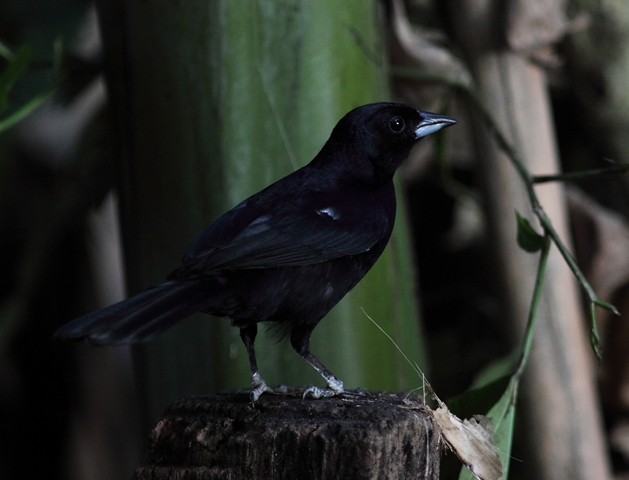The all-black male White-lined tanager