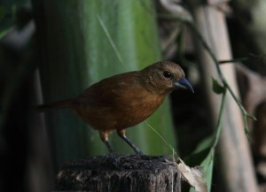 And the slightly rufous female