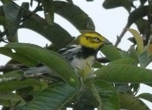 Male Black-throated green warbler with suspicious cheek patch.