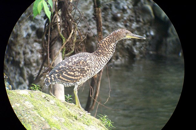 Fasciated tiger-heron