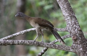 Up in a tree or down on the ground - Gray-headed chachalaca