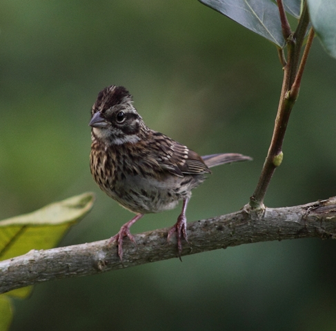 Juvenile Rufous-collared sparrow with crest raised