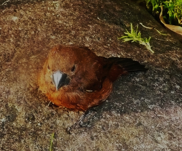Thick-billed seed-finch