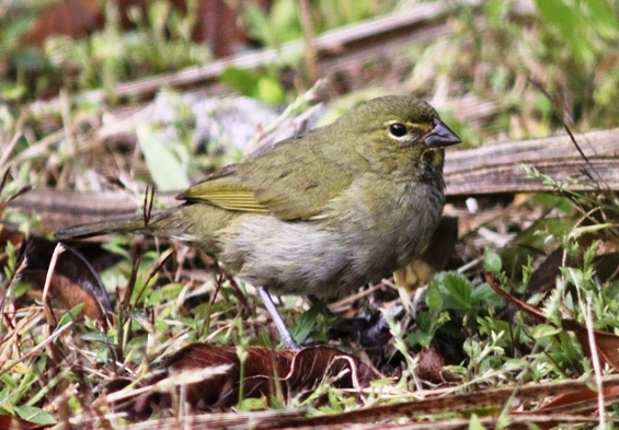 The dull female Yellow-faced grassquit