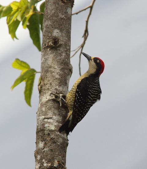 Male Black-cheeked woodpecker strikes a typical pose