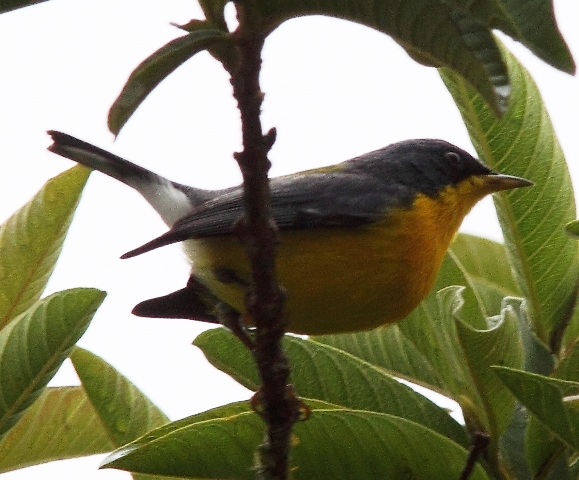 Tropical parula, courtesy of Karel Straatman