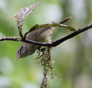 Three-striped warbler