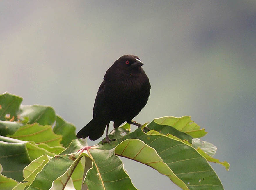 Male Bronzed cowbird; I don't know what the local host species would be