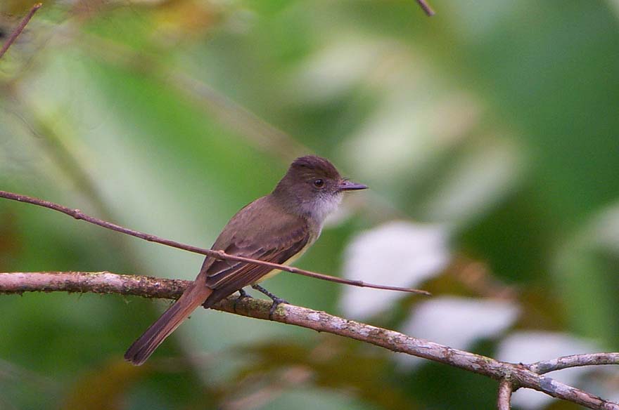 Dusky-capped flycatcher