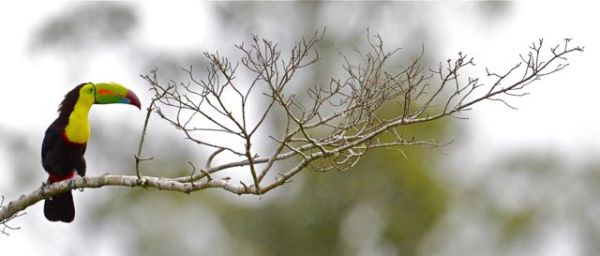 Our toucans continue to terrorise the local flycatchers