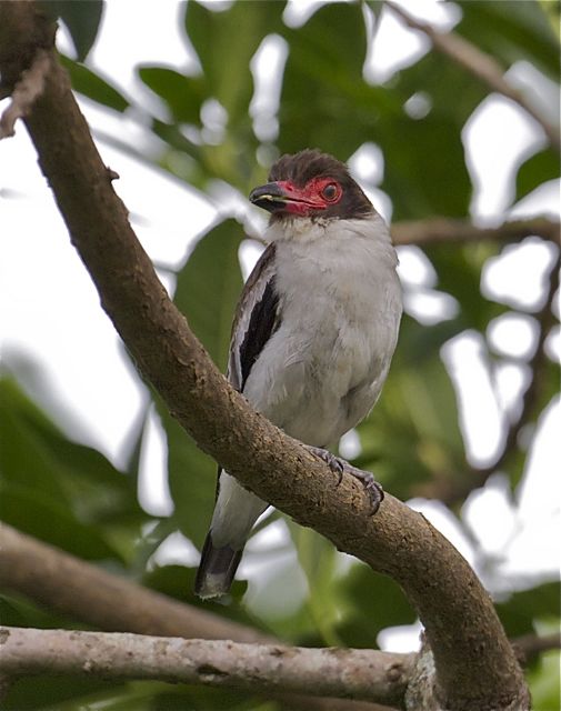 The female Masked tityra has a less contrasting face colour